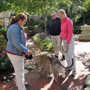 Blessing Of The Animals Garden
