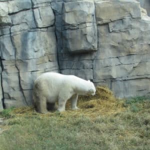 BSP residents to Kansas City Zoo